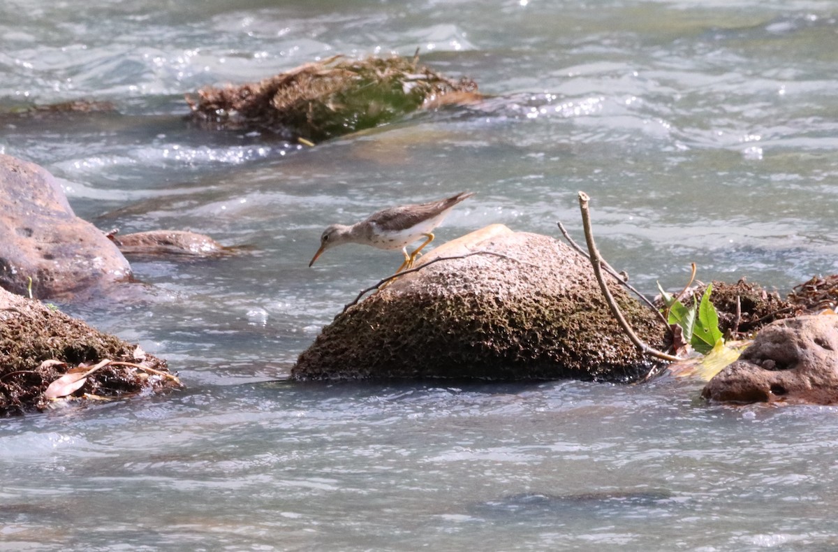 Spotted Sandpiper - Oliver  Komar