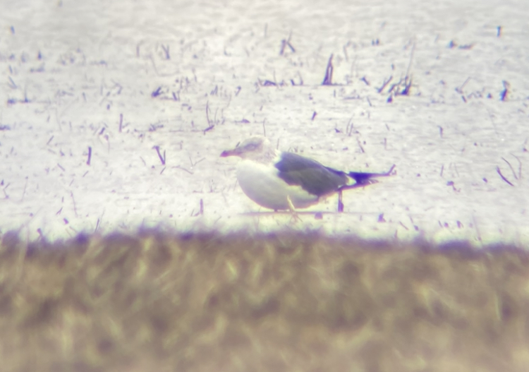 Lesser Black-backed Gull - Sam Hartzler