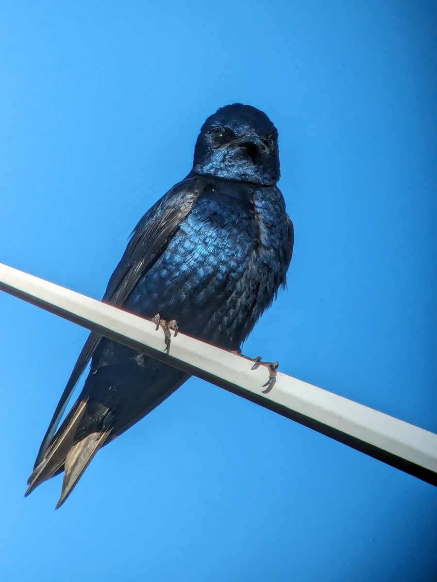 Purple Martin - Raymond Belhumeur