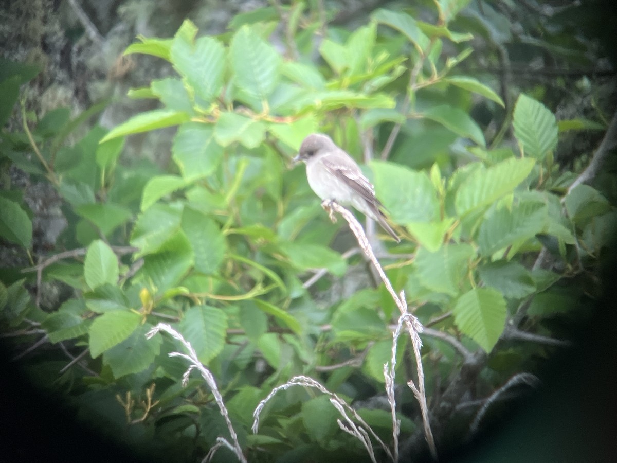 Western Wood-Pewee - John Hodges