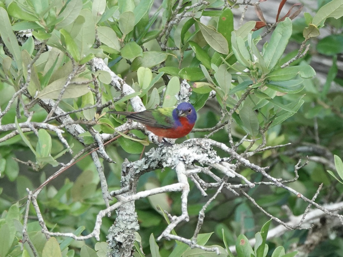 Painted Bunting - Charlie Spencer