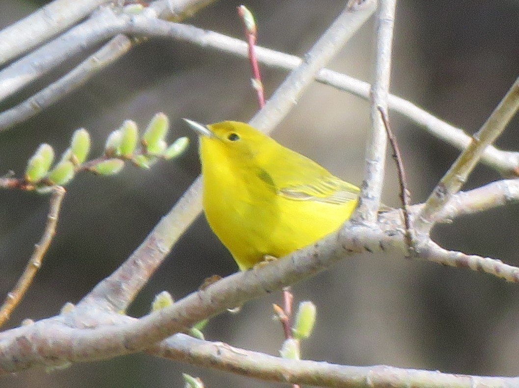 Yellow Warbler - James Nelson