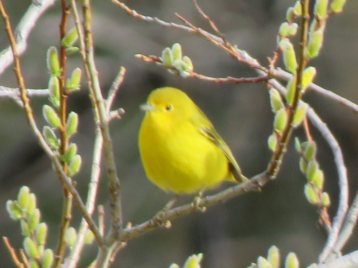 Yellow Warbler - James Nelson