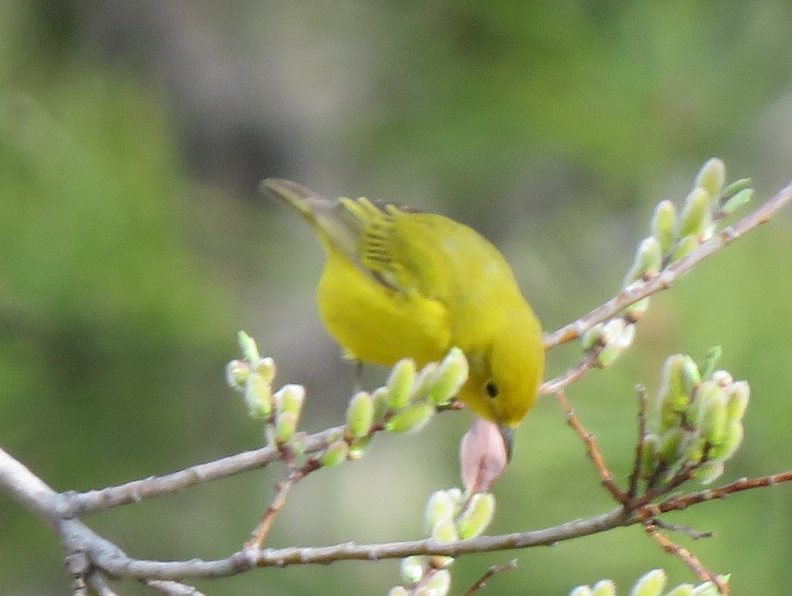 Yellow Warbler - James Nelson