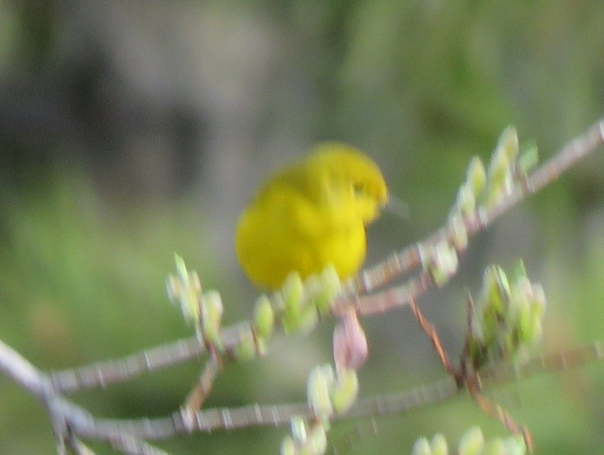 Yellow Warbler - James Nelson