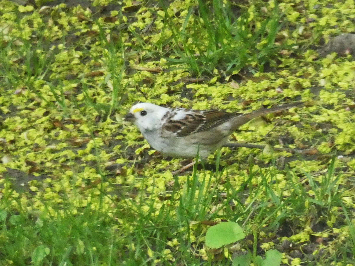 White-throated Sparrow - Daniel Alain Dagenais