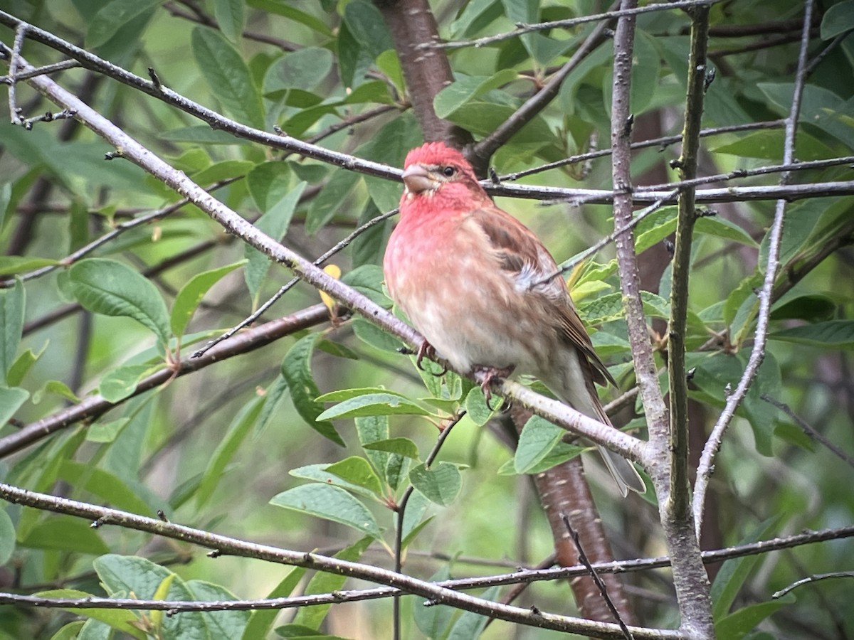 Purple Finch - ML619566417