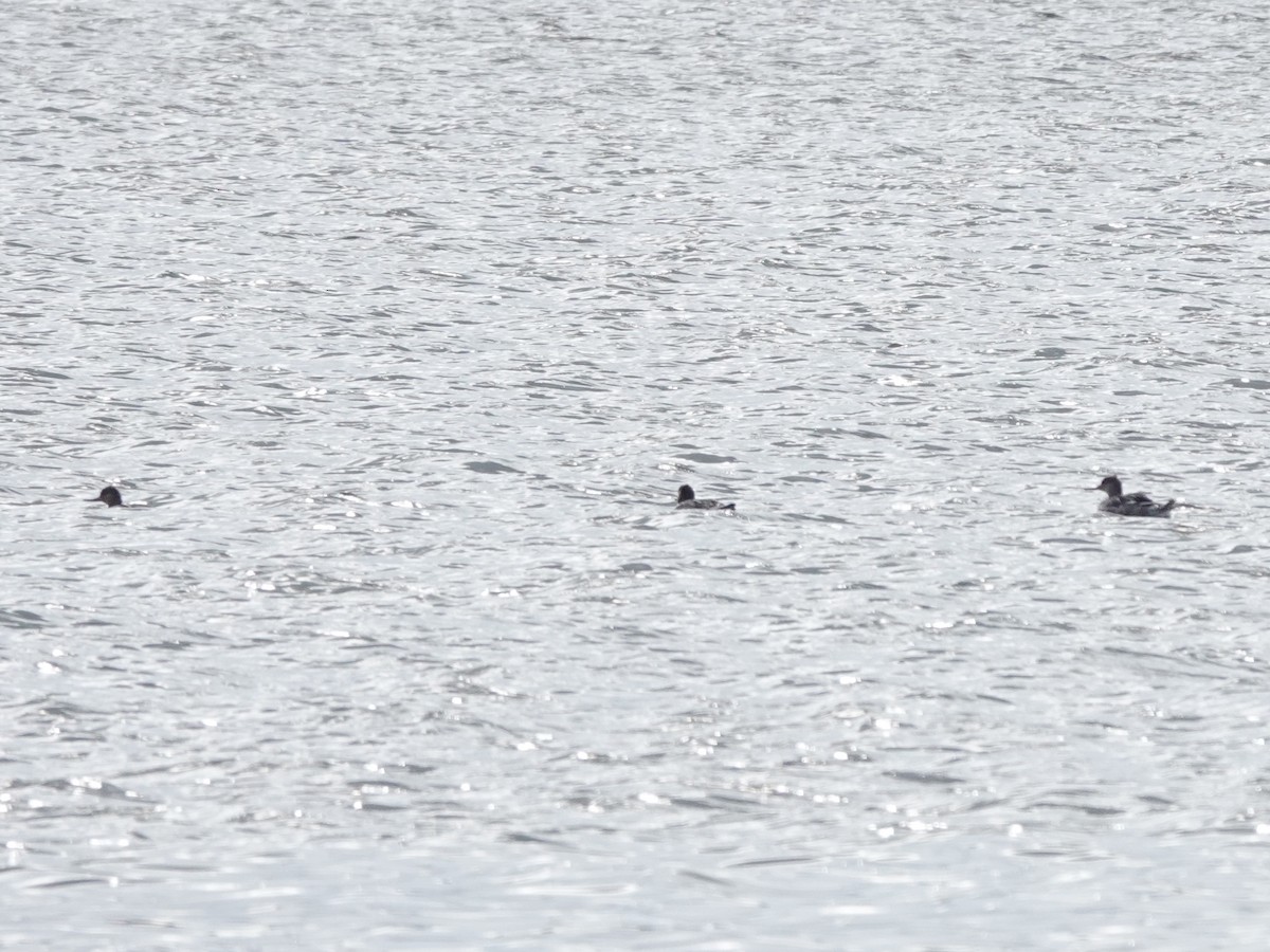 Red-breasted Merganser - Charlie Spencer