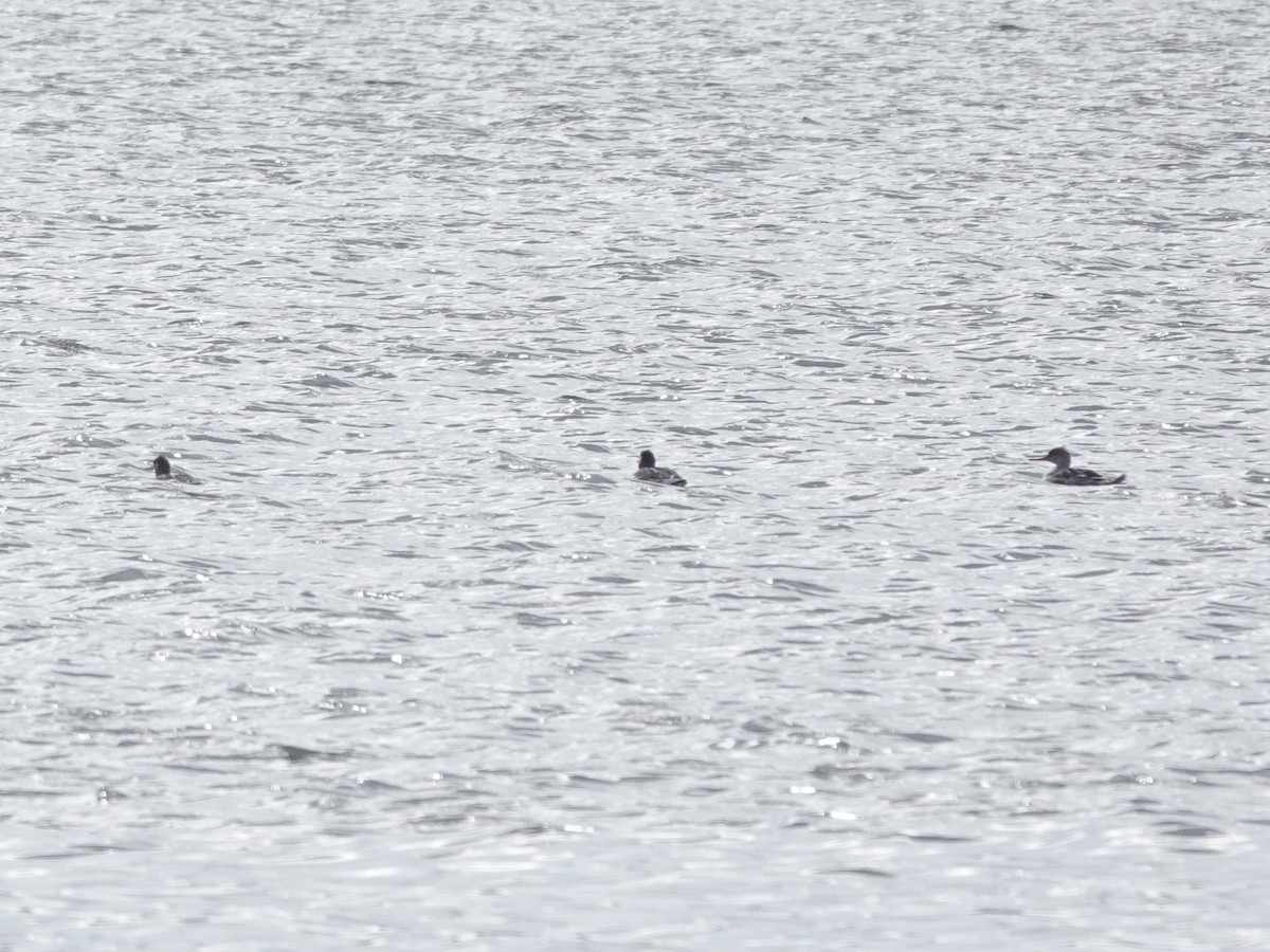 Red-breasted Merganser - Charlie Spencer