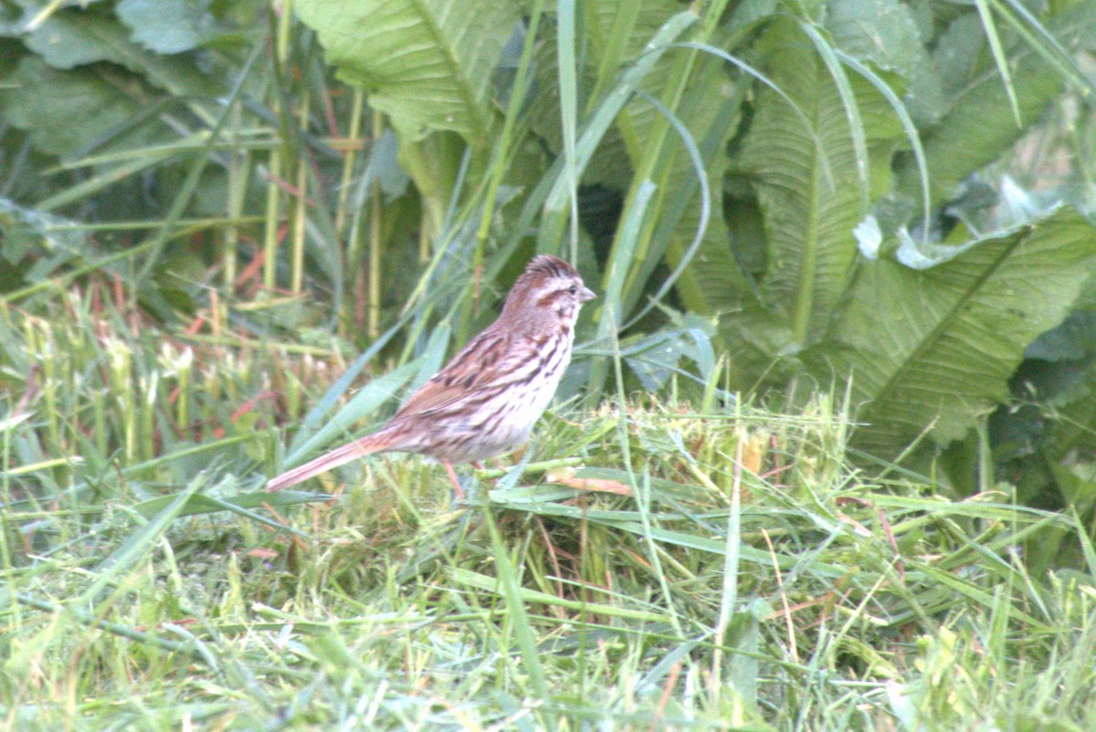 Song Sparrow - Julie Perry