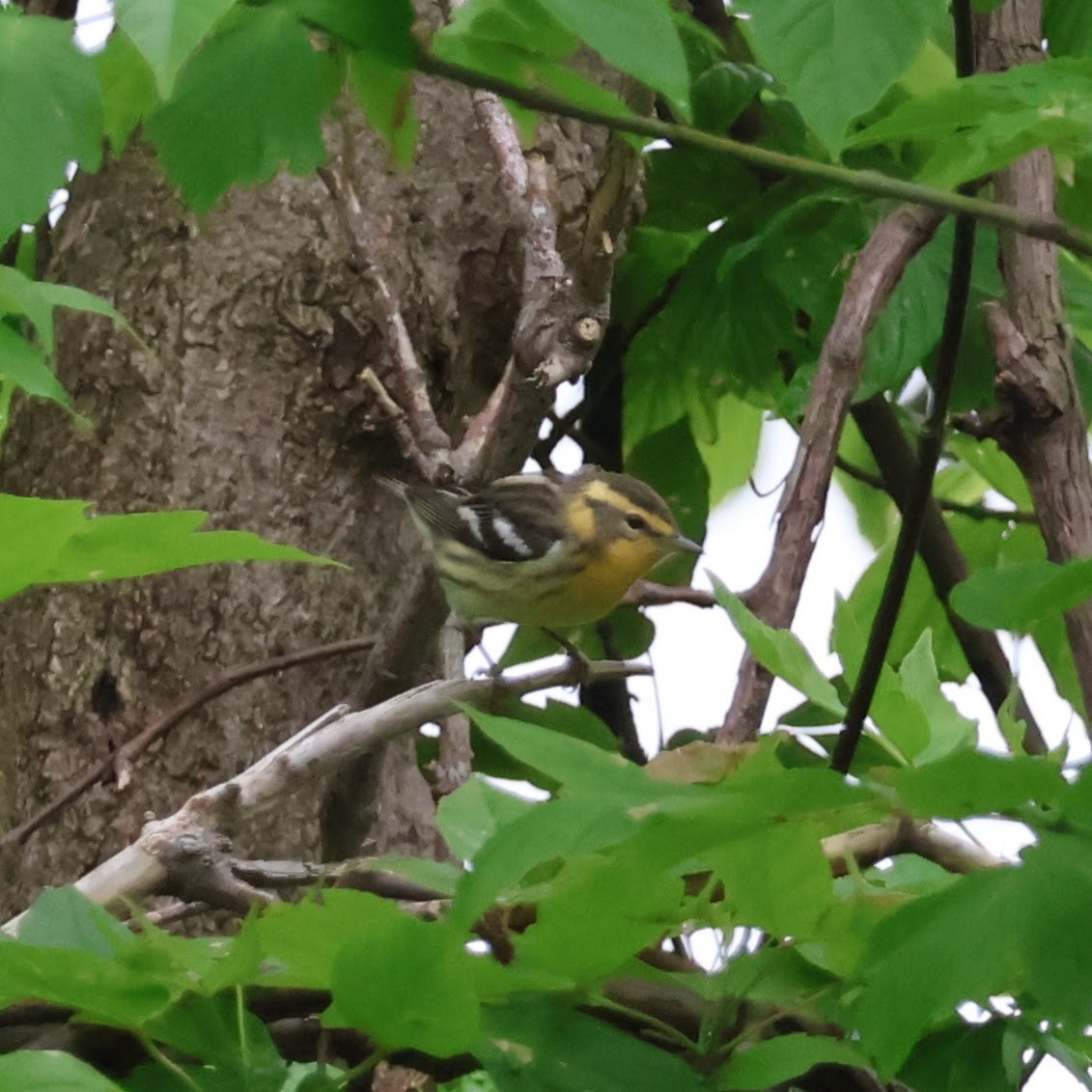 Blackburnian Warbler - Wes Hatch