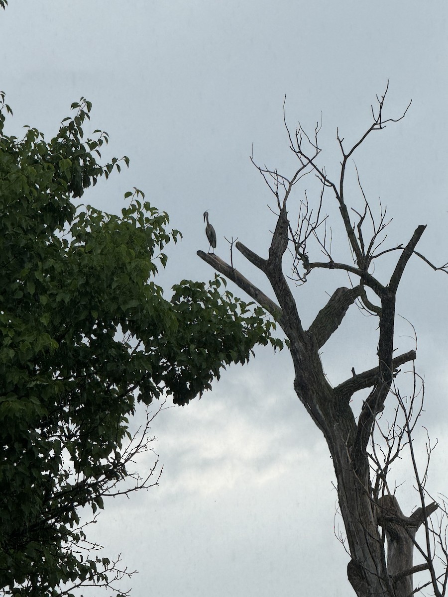 Great Blue Heron - Anonymous