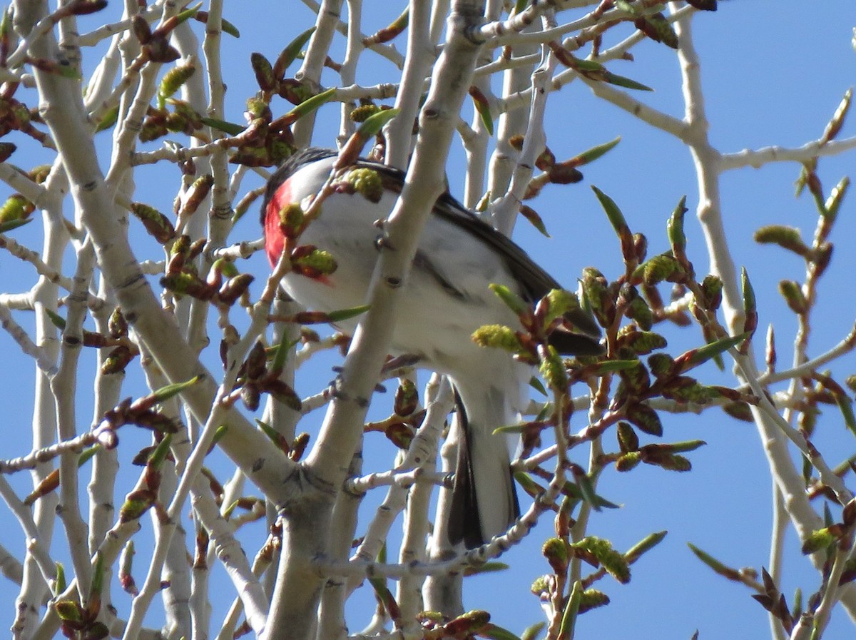 Rose-breasted Grosbeak - ML619566423