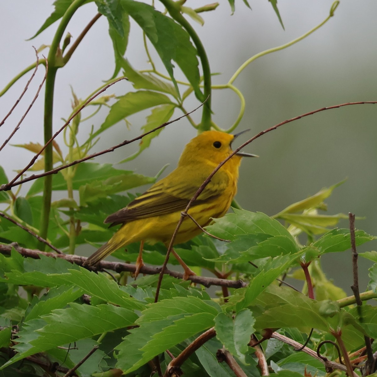 Yellow Warbler - Wes Hatch