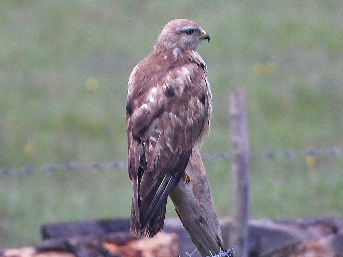 Common Buzzard - Ivan V