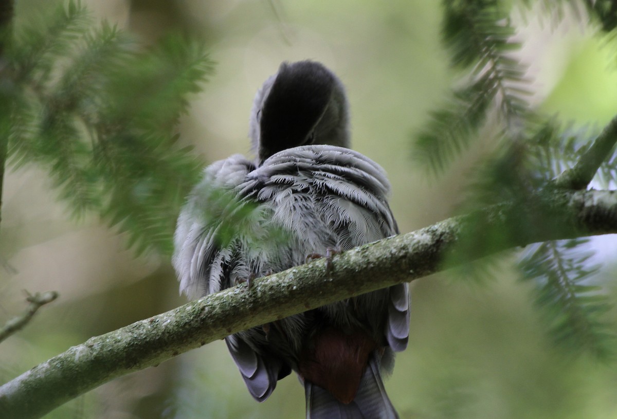 Gray Catbird - Christian Scheibe