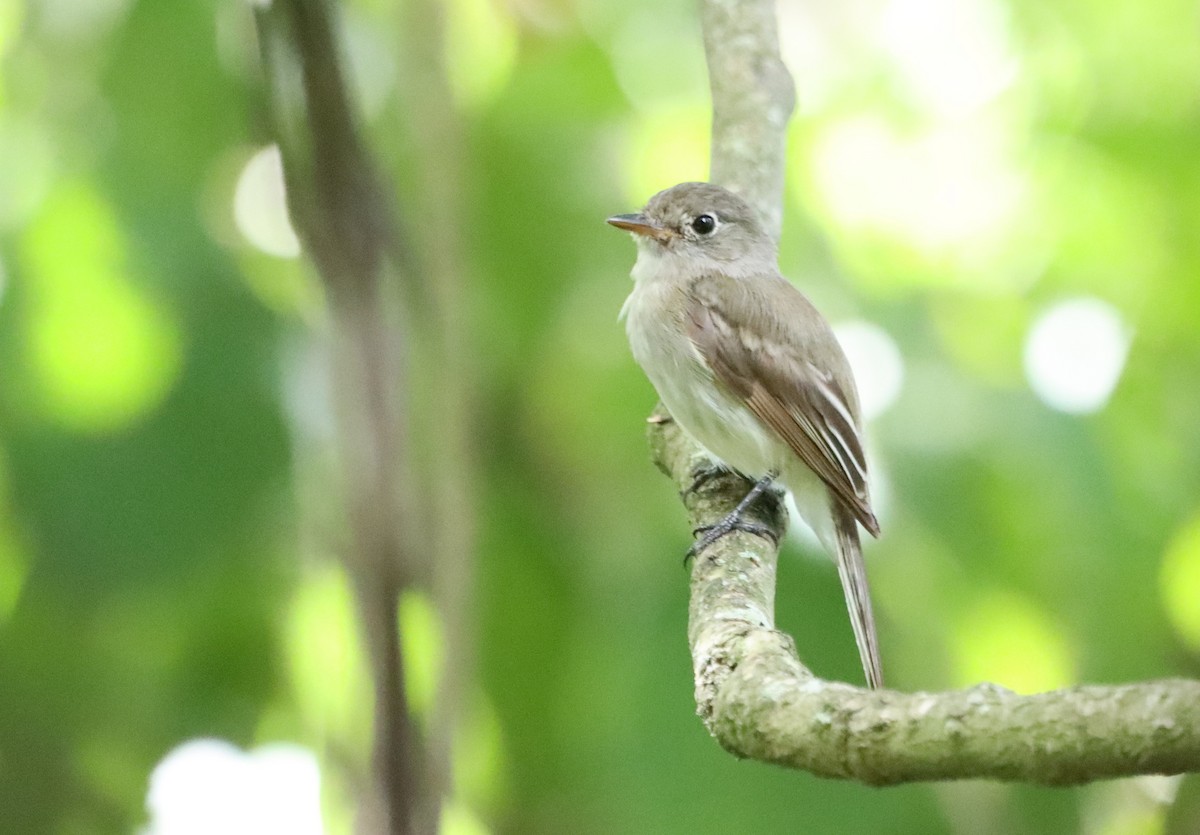 Least Flycatcher - Oliver  Komar