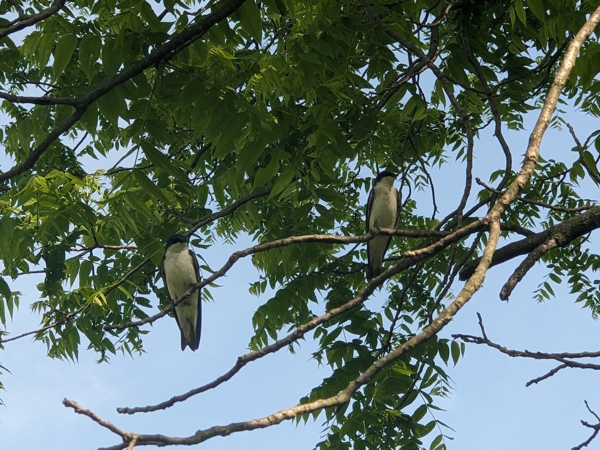 Tree Swallow - Anonymous