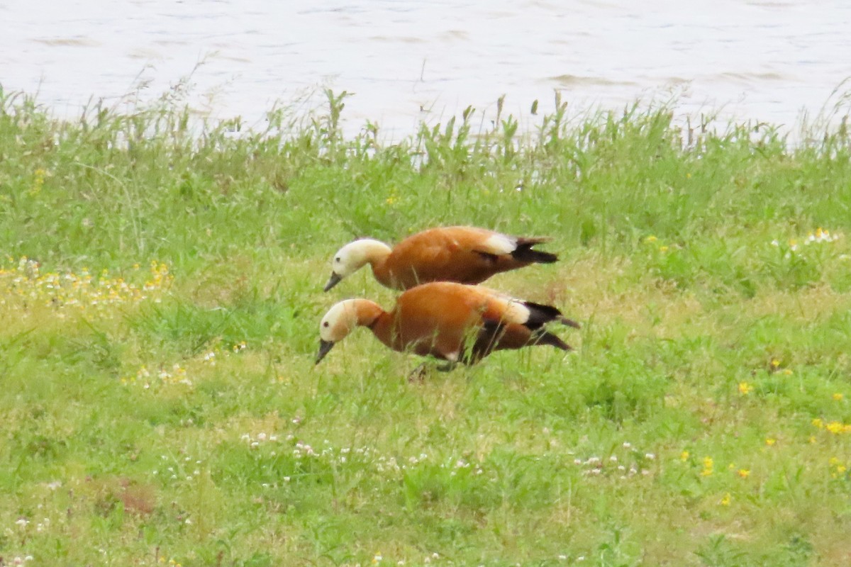 Ruddy Shelduck - ML619566452