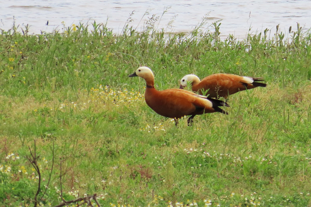 Ruddy Shelduck - ML619566453