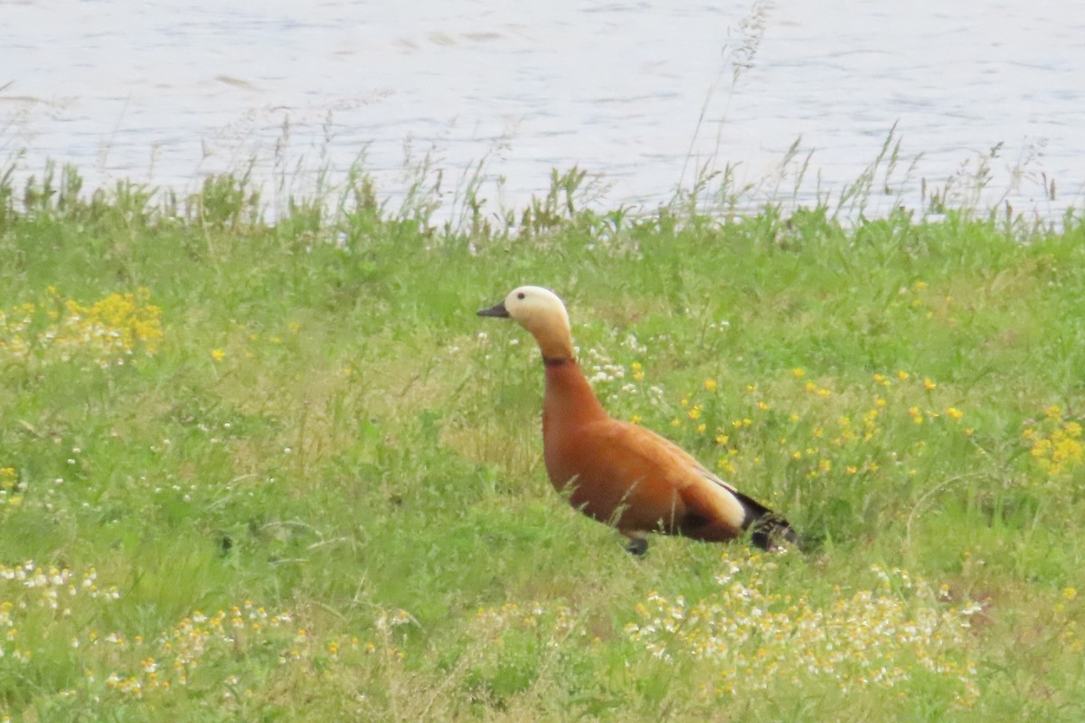 Ruddy Shelduck - ML619566454