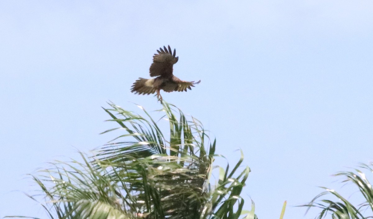 Harris's Hawk - Oliver  Komar