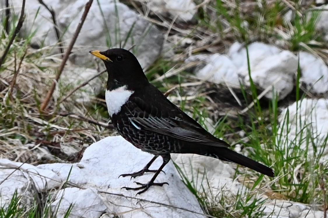 Ring Ouzel - Anonymous