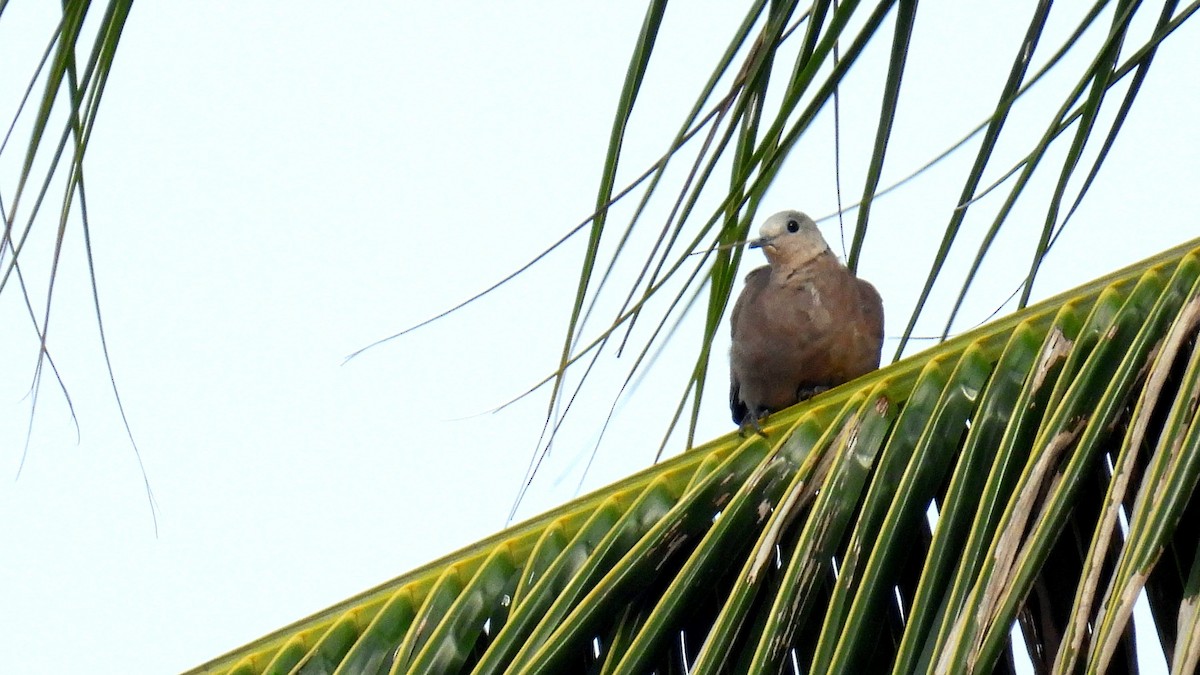 Red Collared-Dove - Christopher Whiteley