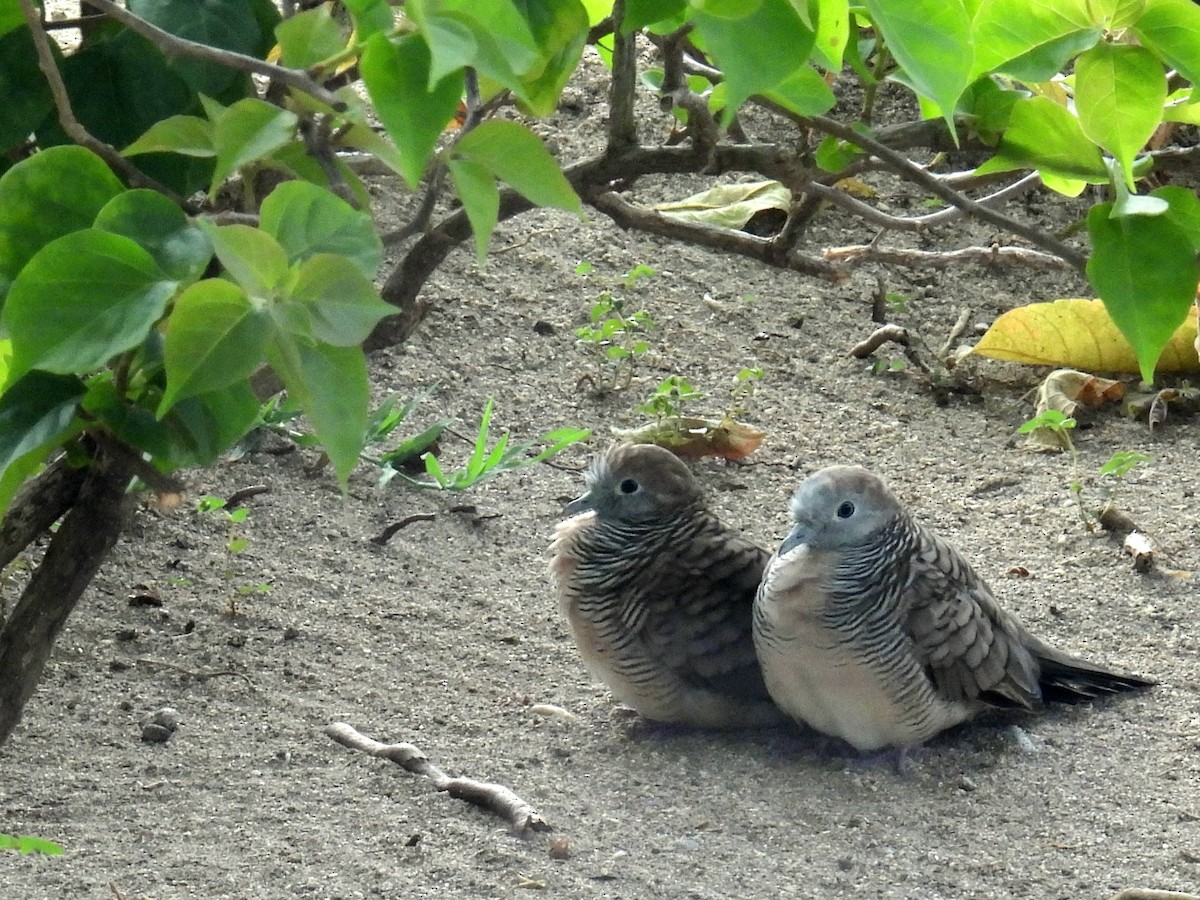 Zebra Dove - ML619566472