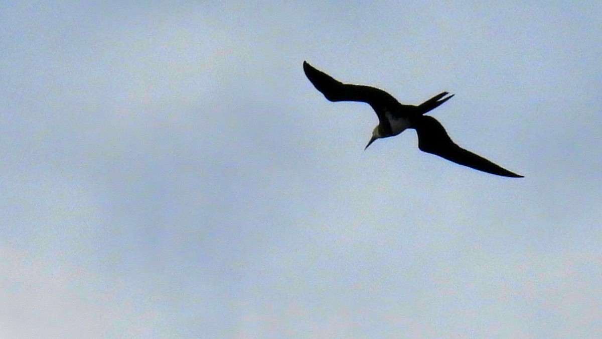 Lesser Frigatebird - Christopher Whiteley