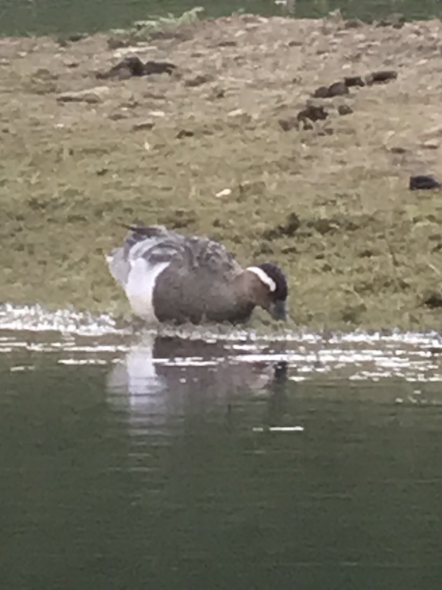 Garganey - Mark Langston