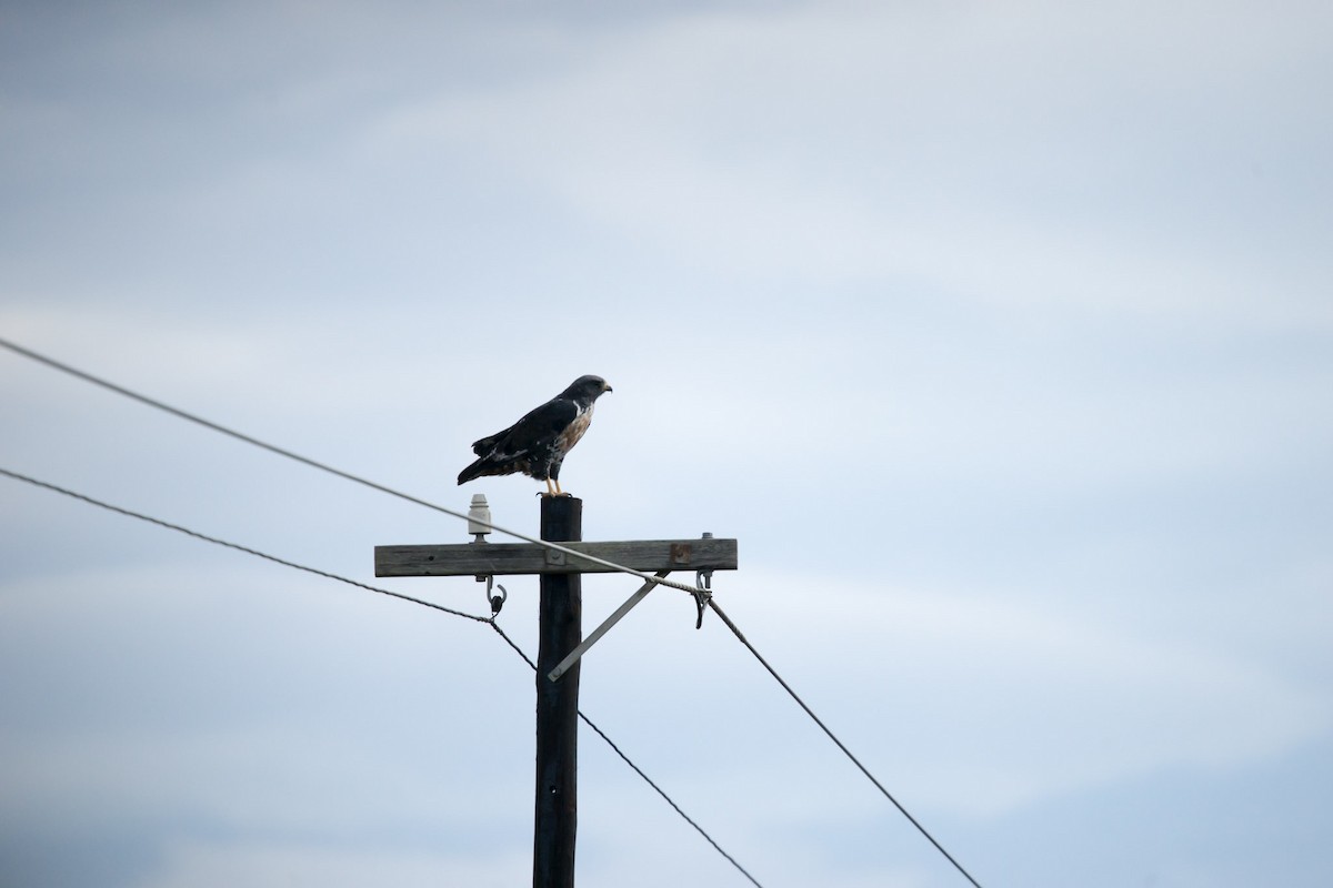 Jackal Buzzard - ML619566484