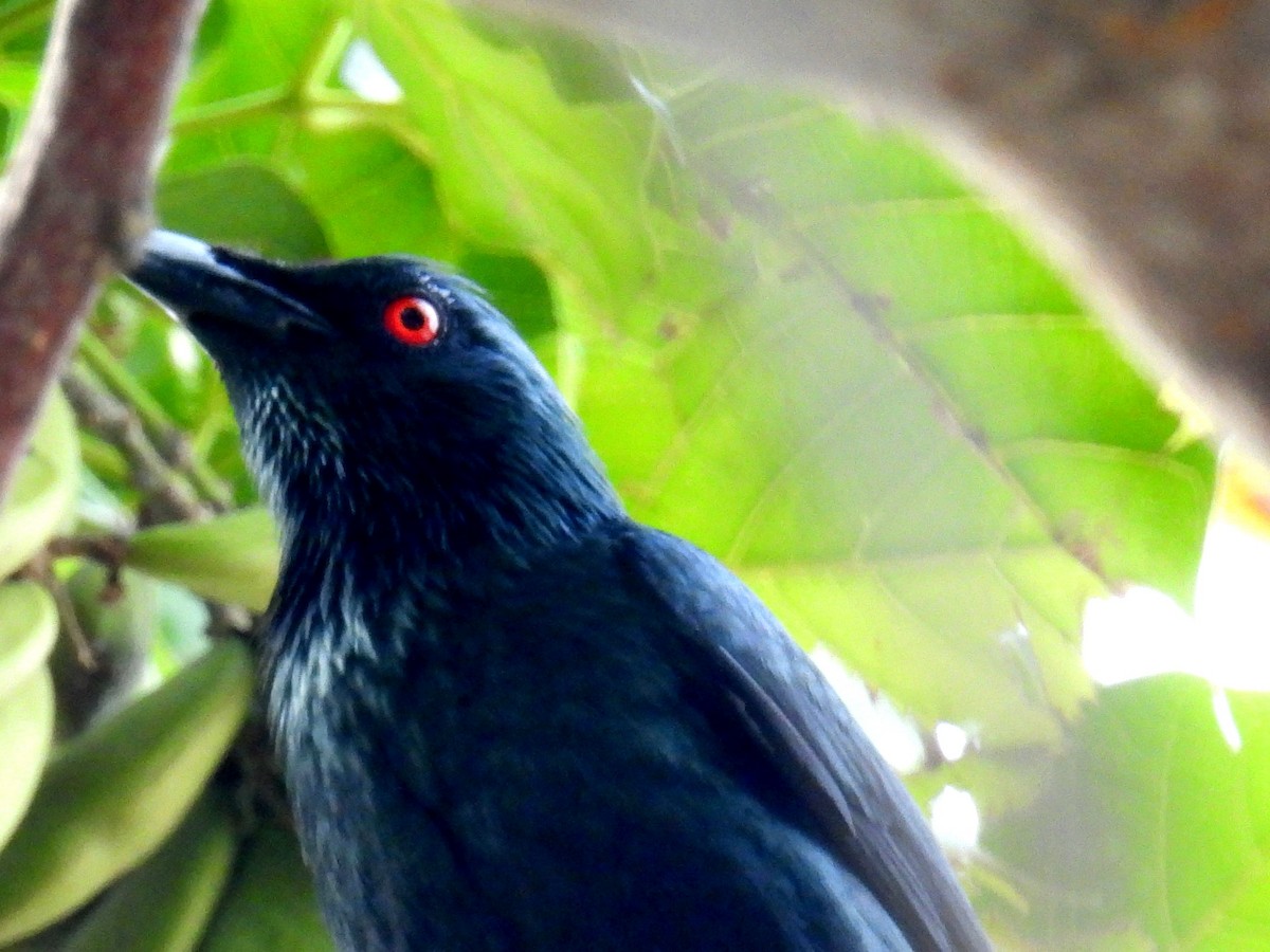 Asian Glossy Starling - Christopher Whiteley