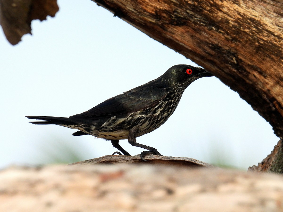 Asian Glossy Starling - Christopher Whiteley