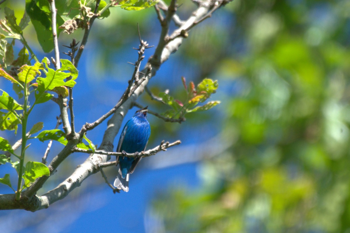 Indigo Bunting - Steven Burk