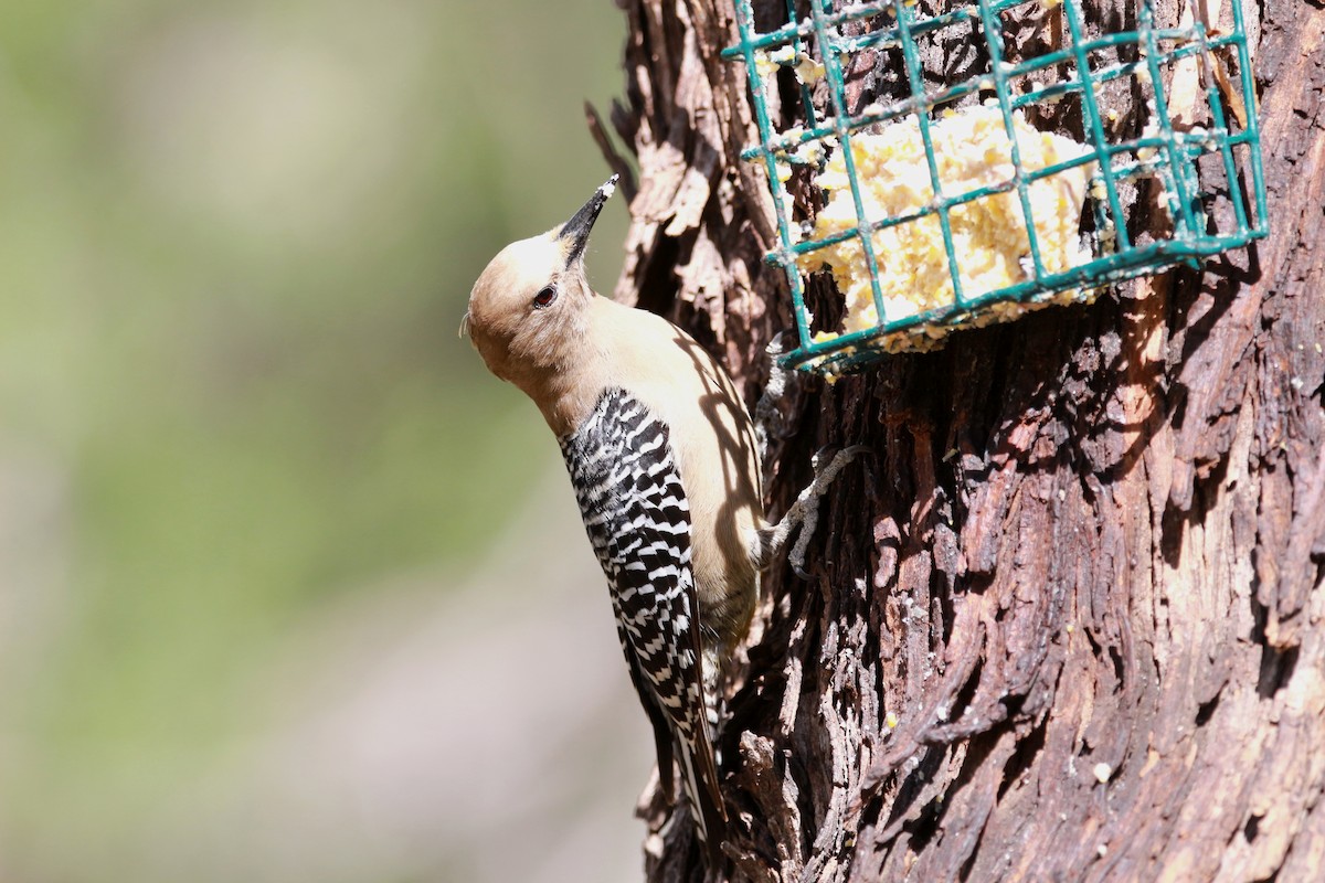 Gila Woodpecker - Jesse Pline