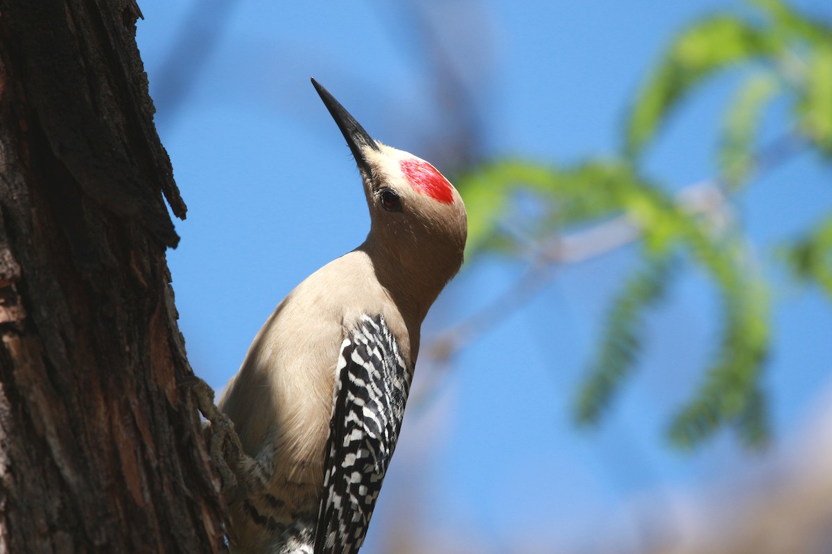 Gila Woodpecker - Jesse Pline