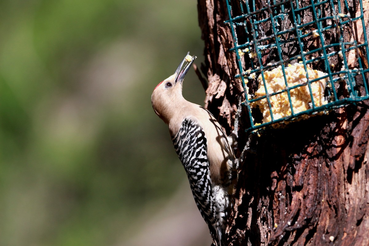 Gila Woodpecker - Jesse Pline