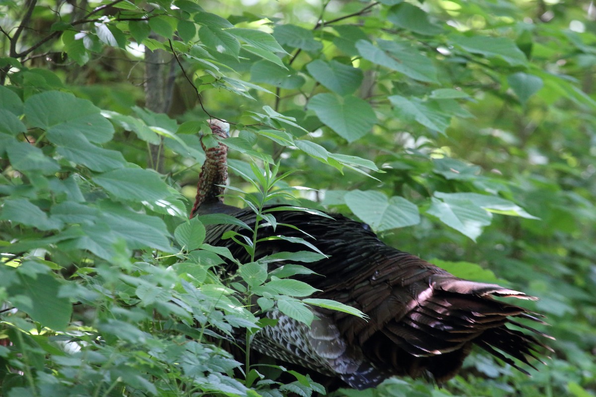 Wild Turkey - Bert Richards