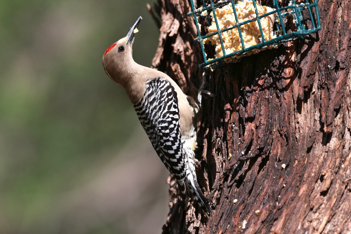 Gila Woodpecker - Jesse Pline