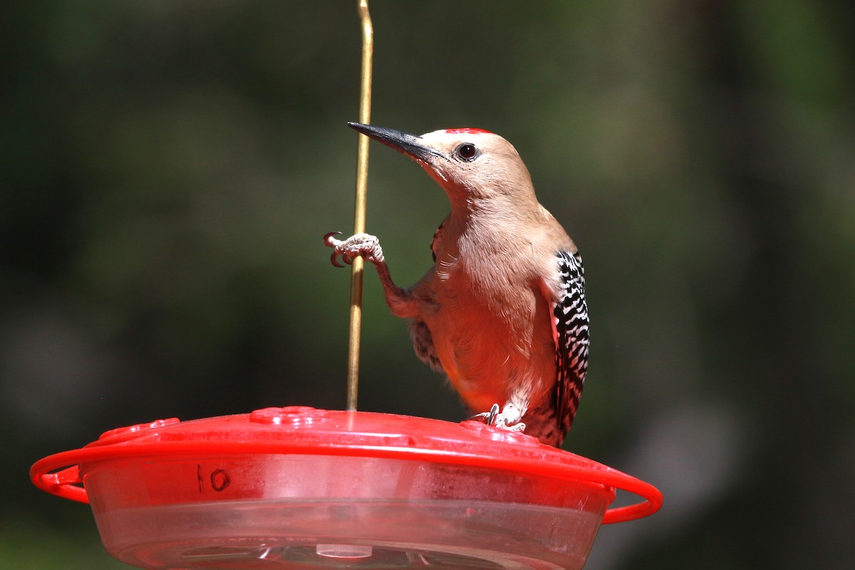 Gila Woodpecker - Jesse Pline