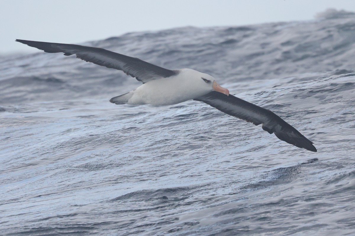 Black-browed Albatross (Campbell) - Lau Jia Sheng