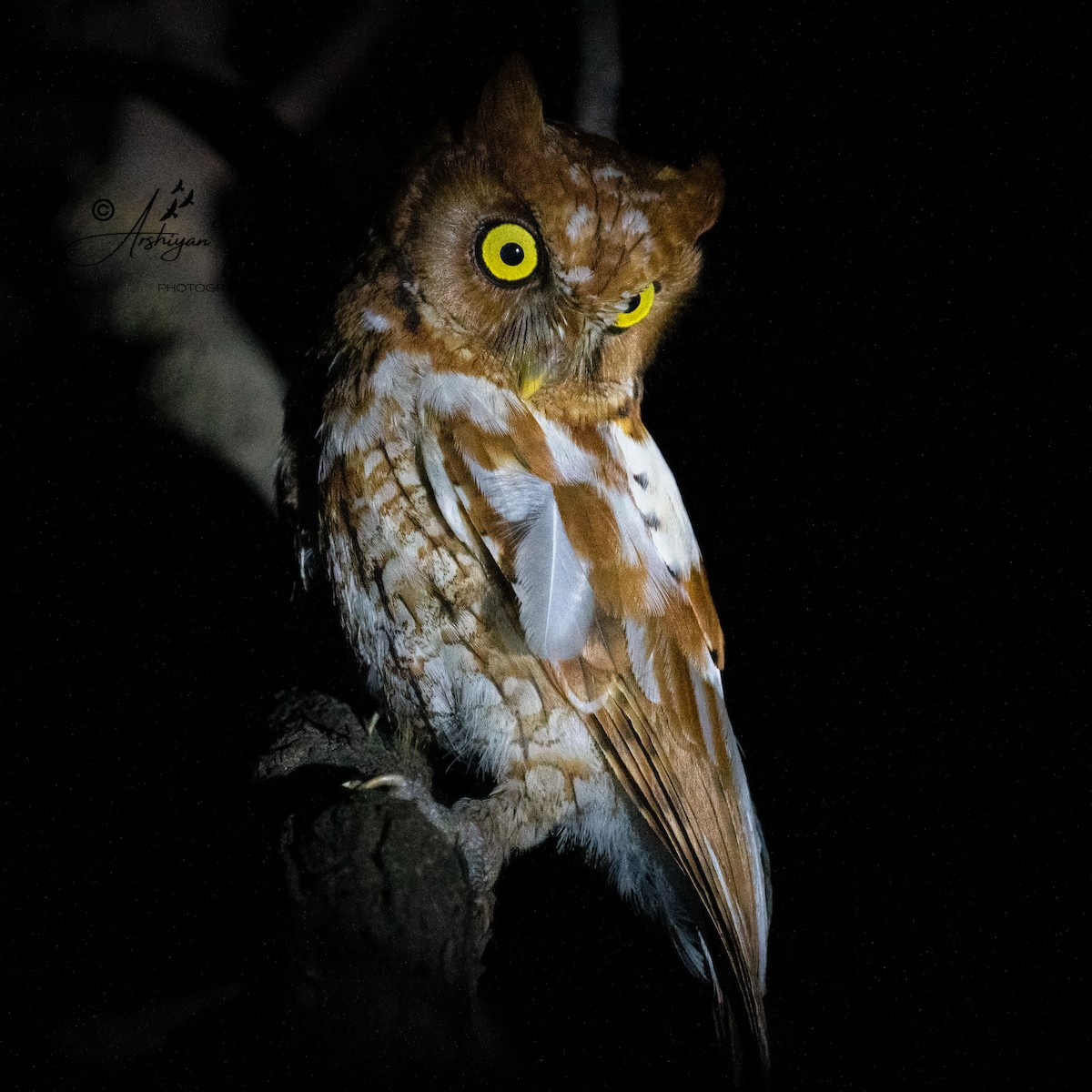 Oriental Scops-Owl - Arshiyan Khan