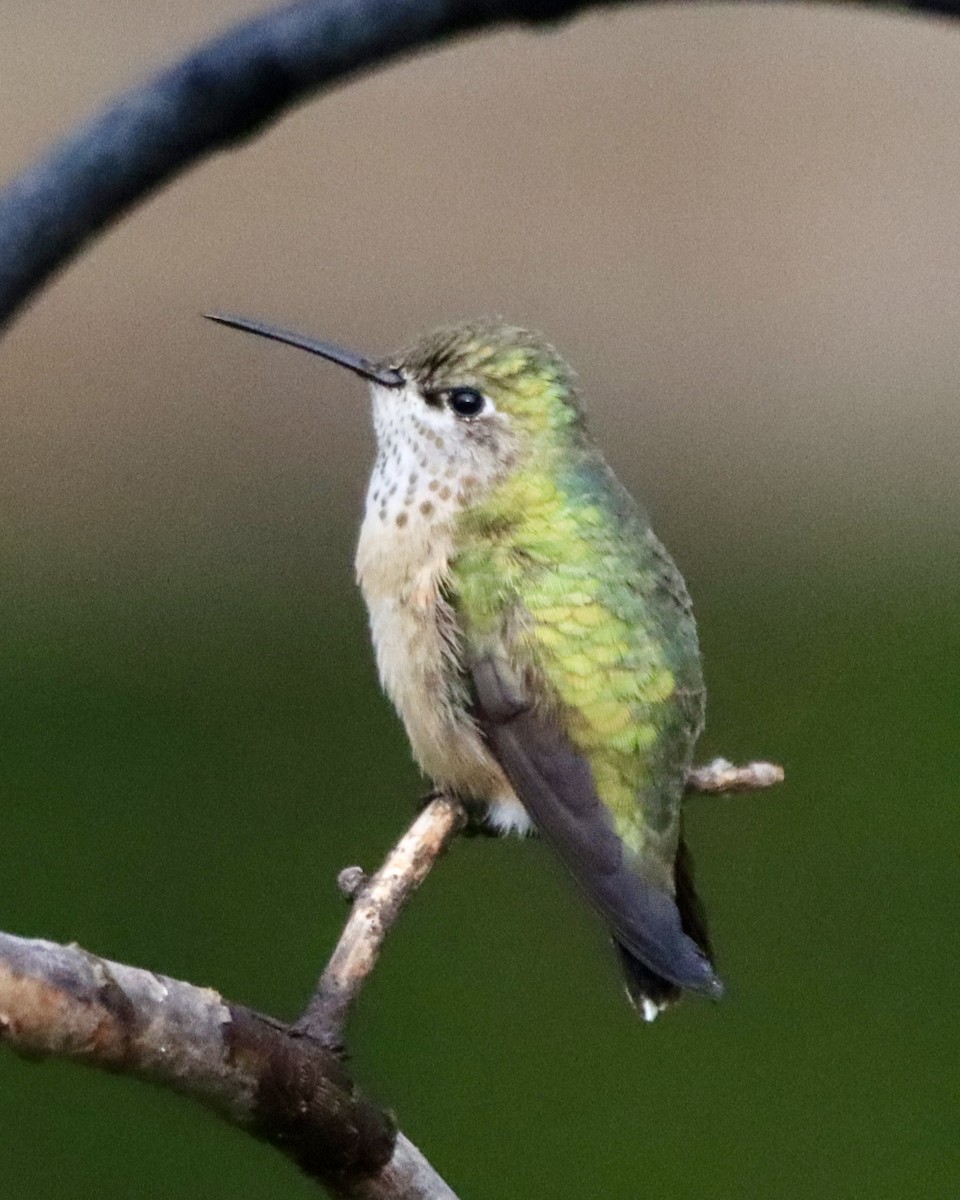 Calliope Hummingbird - ML619566535