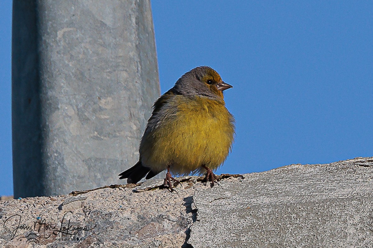 Citril Finch - Jesús Mari Lekuona Sánchez