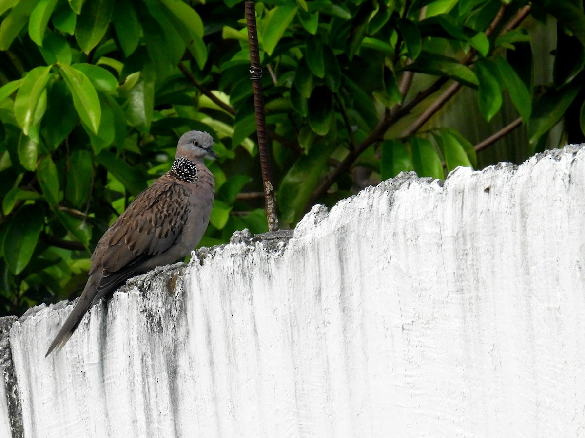 Spotted Dove - Christopher Whiteley