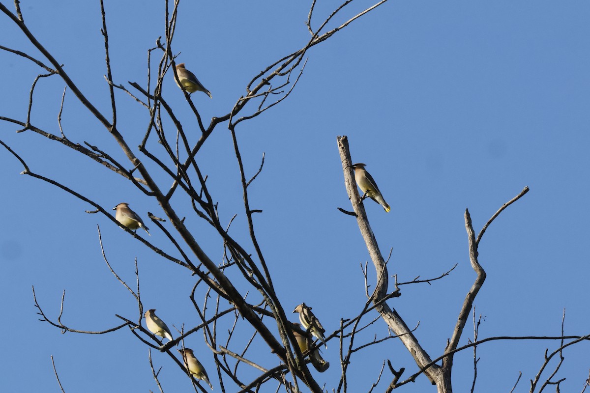 Cedar Waxwing - Tracey Chan