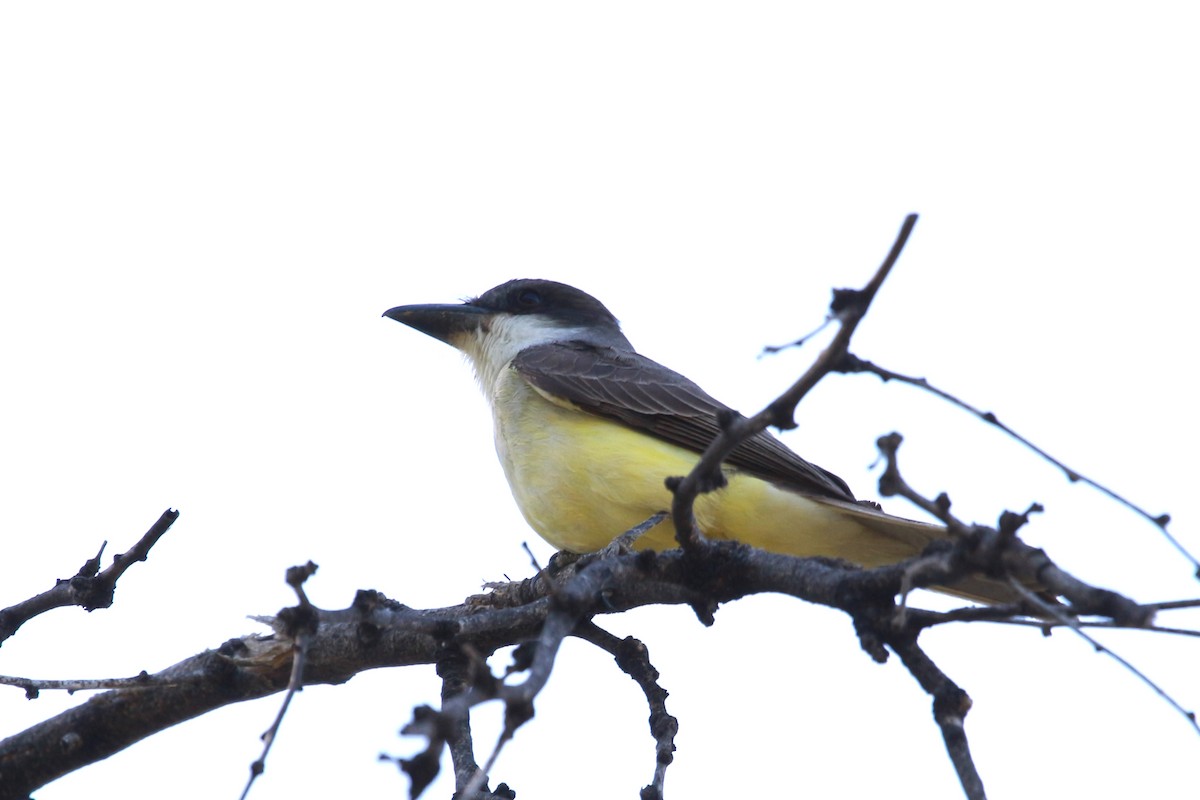 Thick-billed Kingbird - Jesse Pline