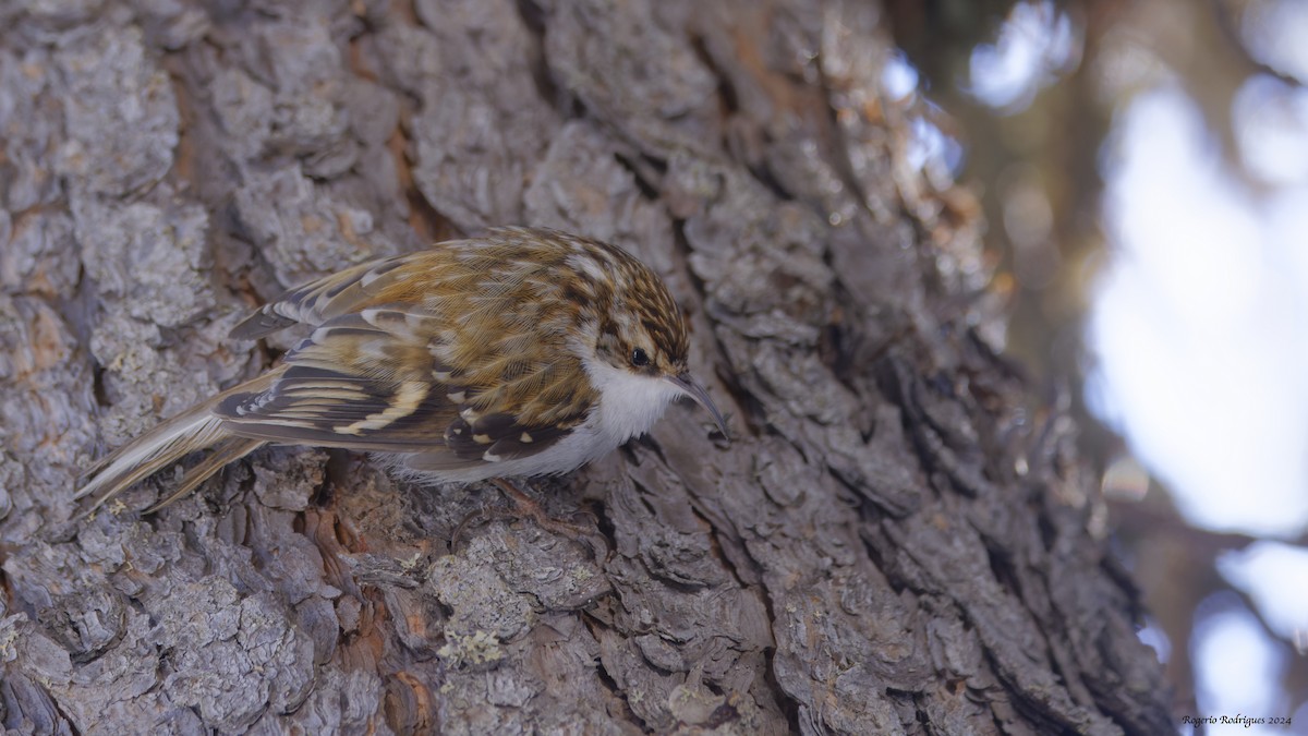 Eurasian Treecreeper - ML619566562