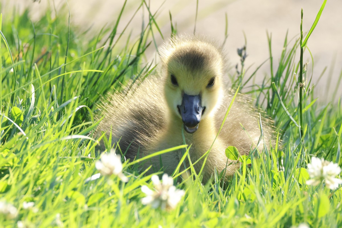 Canada Goose - Tracey Chan